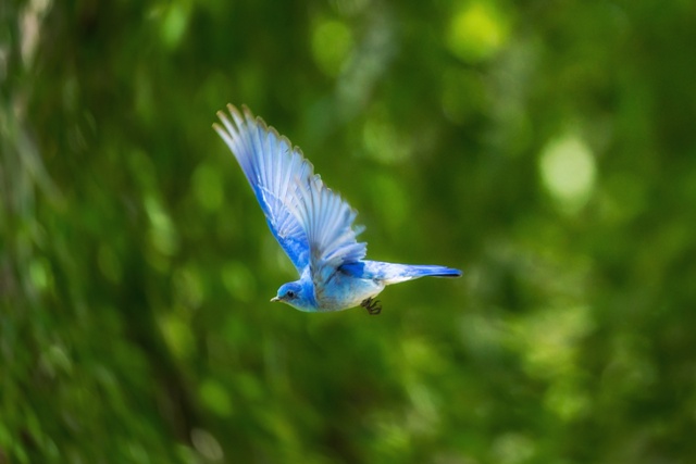 bird in flight - fly with rtt